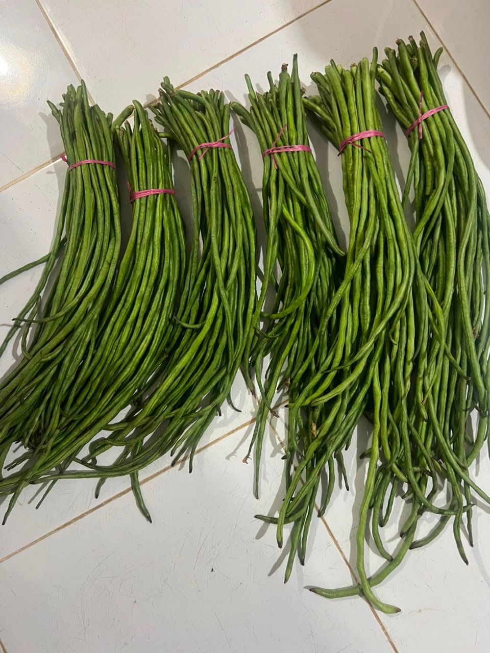 Kacang Panjang